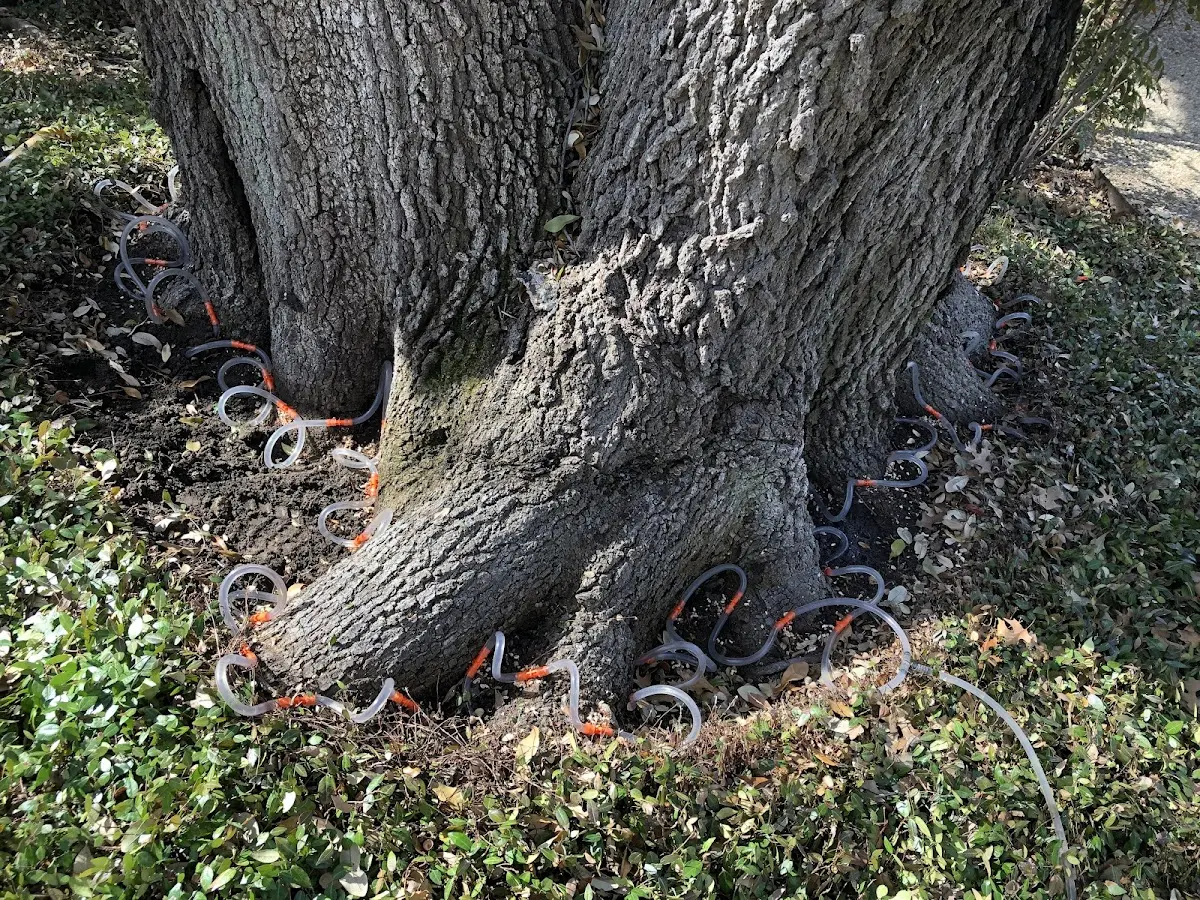 Detailed Tree Cabling and Bracing job site in Manzanola