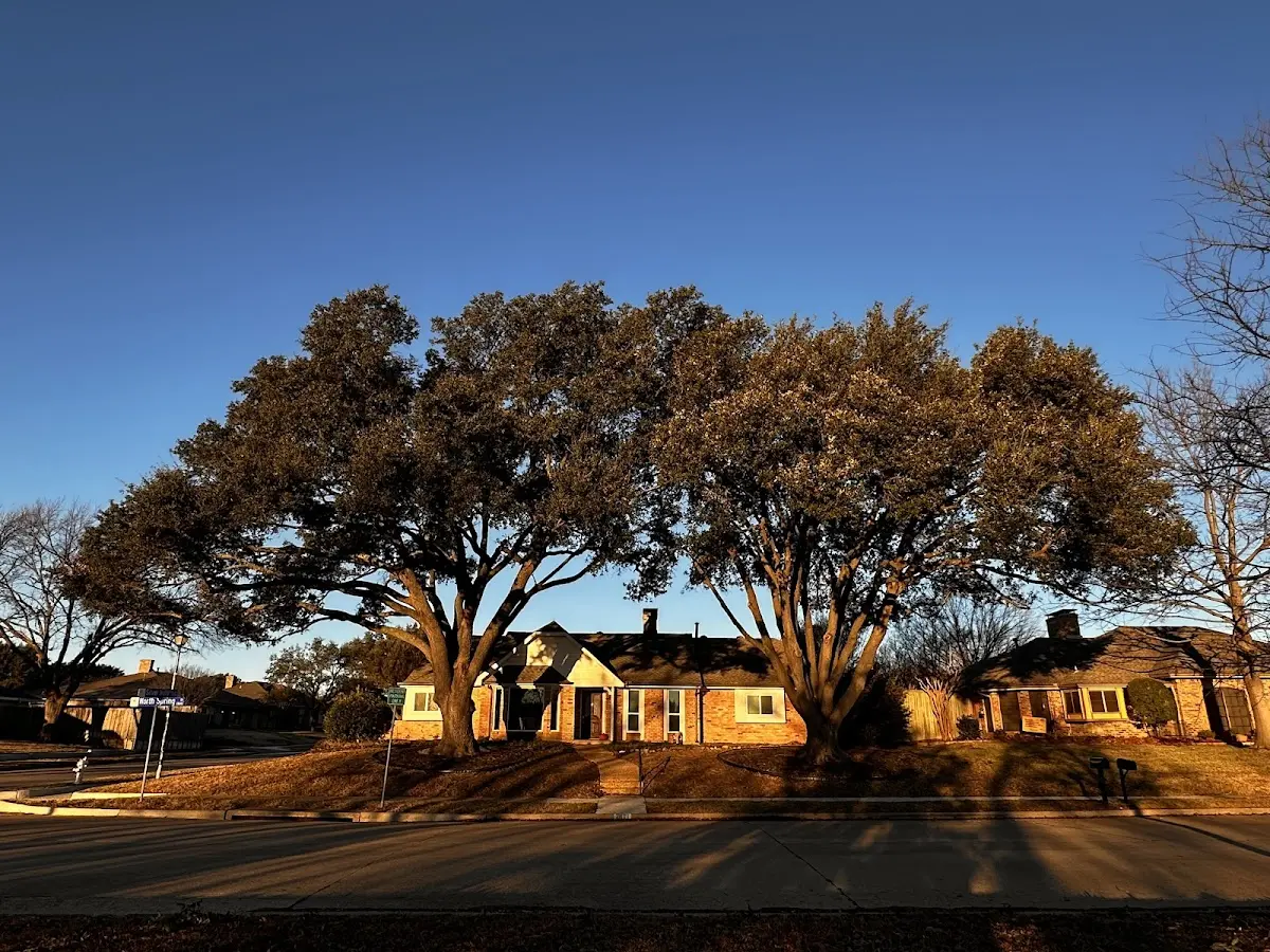 Established residential canopy tree shading a home in Manzanola